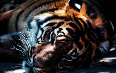 Awakening The Tiger – Precious Metals in 2022